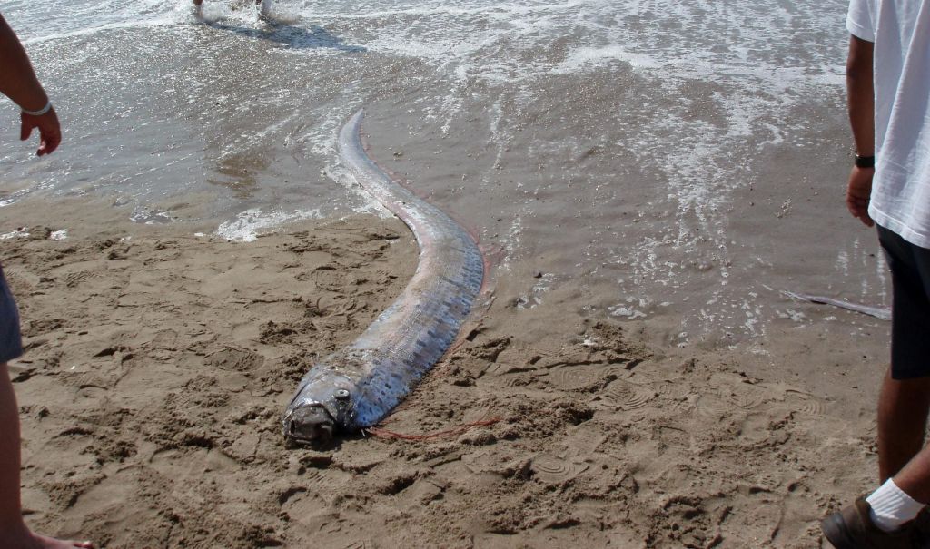 Oarfish Mendadak Muncul di Jepang, Dianggap Pertanda Datangnya Tsunami
