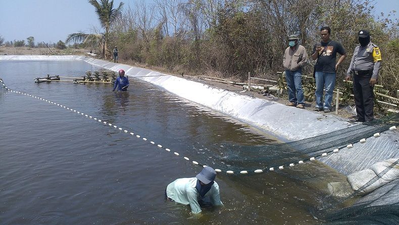    Masih Banyak Lahan Kosong, Masyarakat Bangka Tengah Didorong Kembangkan Tambak Udang