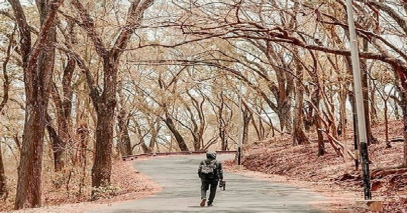 Wisata Kulon Progo, Kunjungi Hutan Sermo saat Musim Gugur