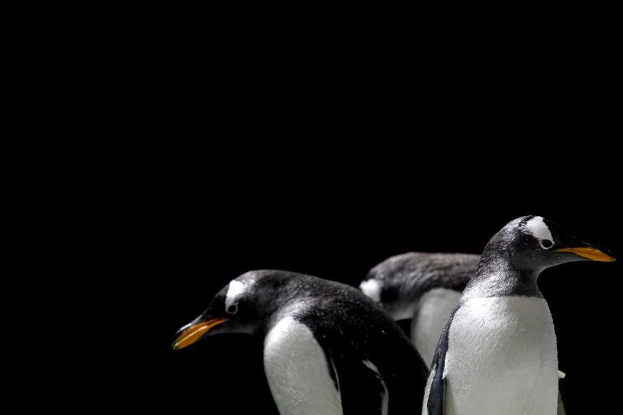 Kebun Binatang Meksiko Sambut Kelahiran 2 Bayi Penguin