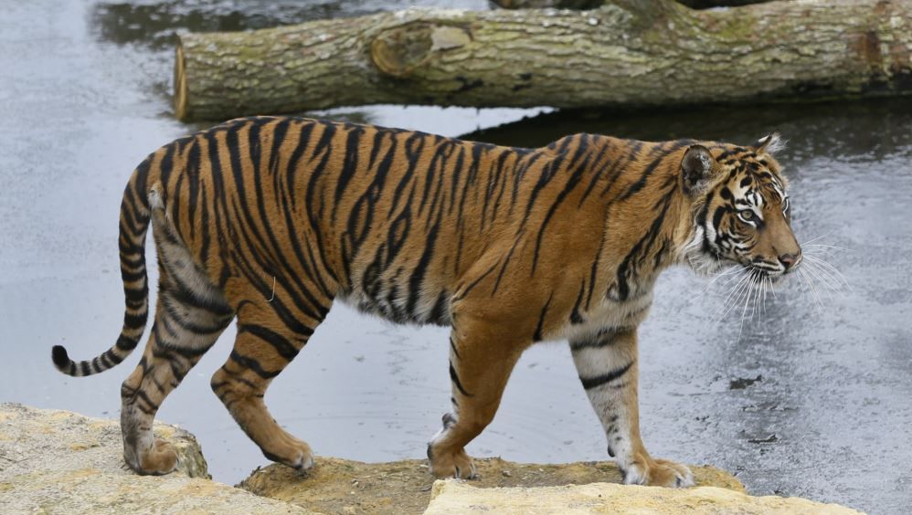 Dijodohkan, Harimau Betina Mati Dibunuh Pejantan di Bonbin London