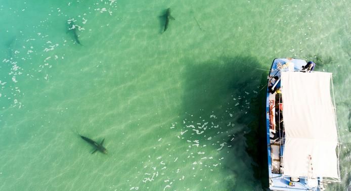 Mengapa Ikan Hiu Mendadak Ramai-Ramai 'Berkunjung' ke Pantai Israel?