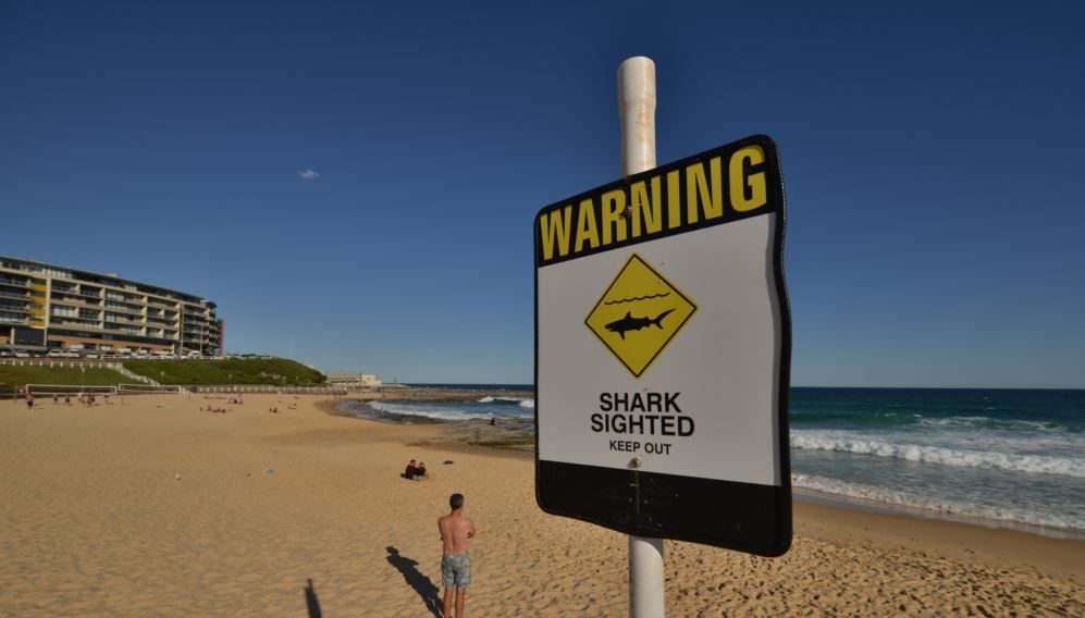 Peneliti Australia Uji Baju Selam Tahan Gigitan Hiu