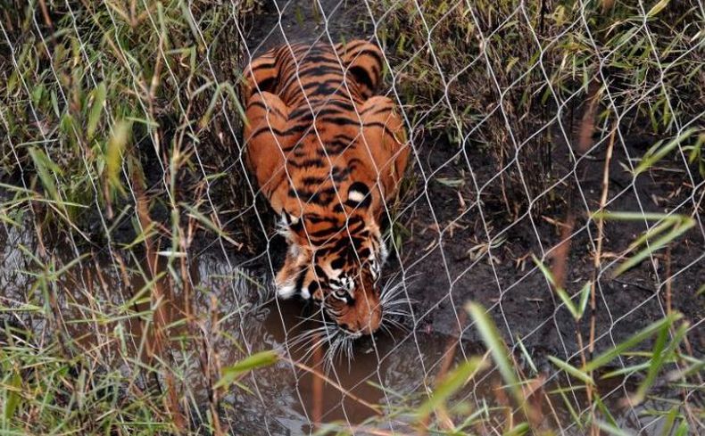 Harimau Sumatera Mati, Kebun Binatang London Tak Mau Disalahkan