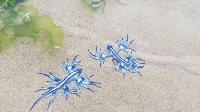 Waspada Sengatan Siput Laut Naga Biru di Pantai Utara Australia