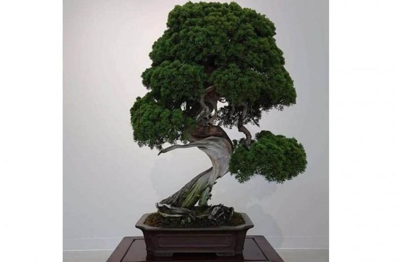 Bonsai Berusia 400 Tahun Dicuri, Pemilik Minta Pelaku Merawatnya