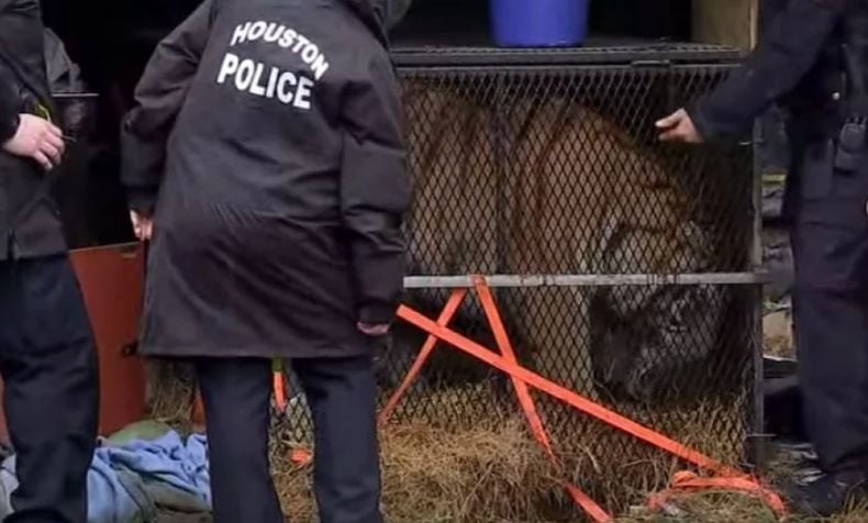 Hendak Isap Ganja di Rumah Kosong, Perempuan Ini malah Temukan Harimau