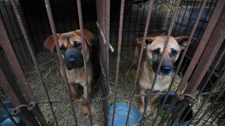 200 Anjing Diselamatkan dari Rumah Jagal di Korea Selatan