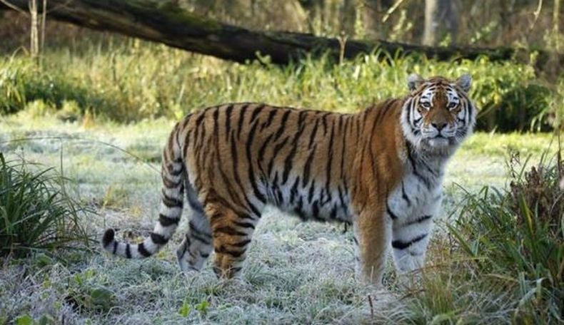 Setelah 'Melati', kini Harimau Siberia Mati di Kebun Binatang Inggris