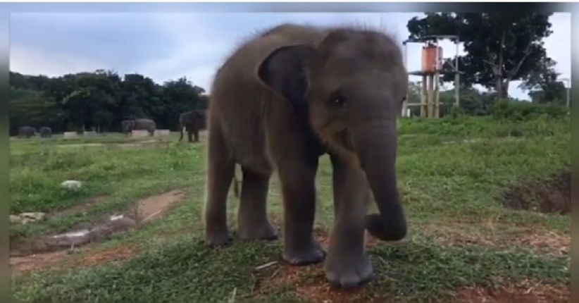 Wisata Way Kambas, Petualangan Menunggang Gajah di Alam Liar