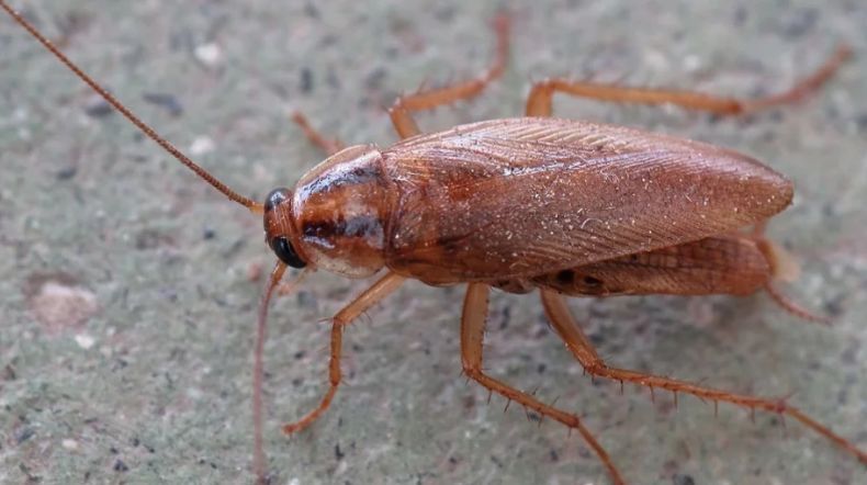 Pria Ini Nyaris Bunuh Anaknya, Masukkan Racun Kecoak ke Botol Susu