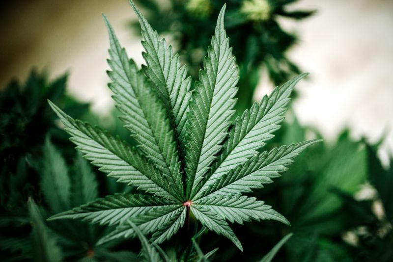 Sembunyikan Ganja dalam Vagina, Perempuan Ini Ditangkap Polisi