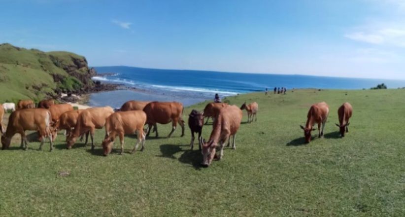 New Zealand ala Lombok, Bukit Merese Jadi Spot Terbaik Berburu Sunset