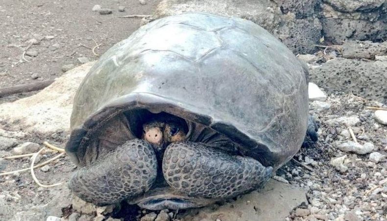 Dinyatakan Punah 1 Abad Lalu, Kura-Kura Raksasa Muncul di Galapagos