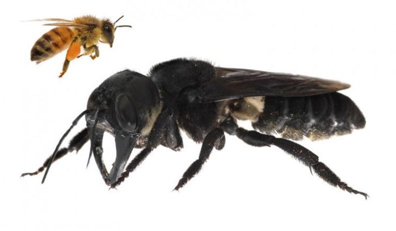 Ilmuwan Belanda Latih Lebah untuk Deteksi Covid