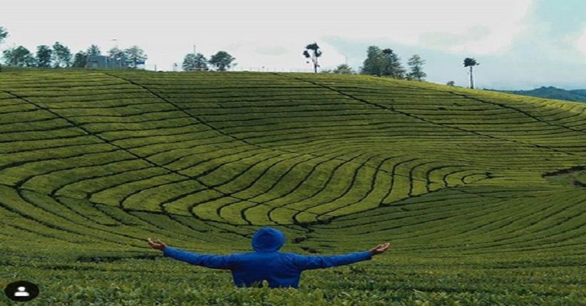 Sejuknya Suasana Desa Perkebunan Teh Rancabolang, Unik Ada Bukit Jamur
