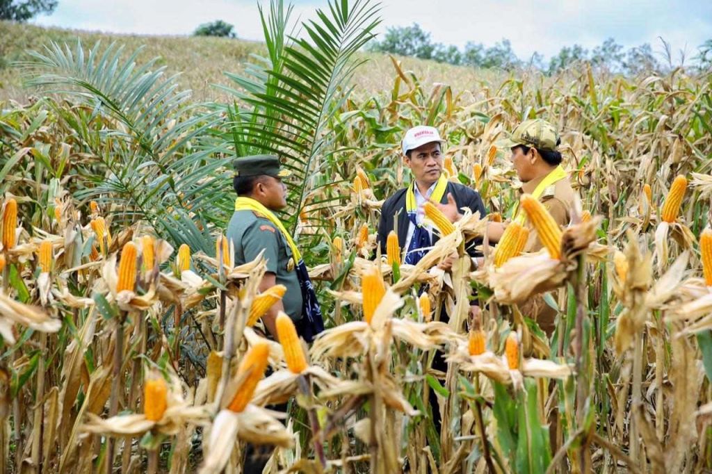 Mentan Harap Bulog Serap Hasil Panen Jagung Petani