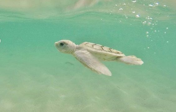 Wisata ke Derawan, Datangi Pulau Sangalaki Melihat Penyu Albino Langka