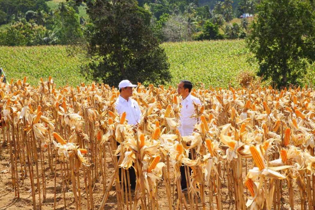 Panen Jagung di Gorontalo, Jokowi Bangga Produksi Naik dan Bisa Ekspor
