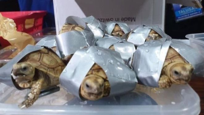 Filipina Sita 1.500 Kura-Kura dan Penyu yang Diselundupkan Dalam Koper