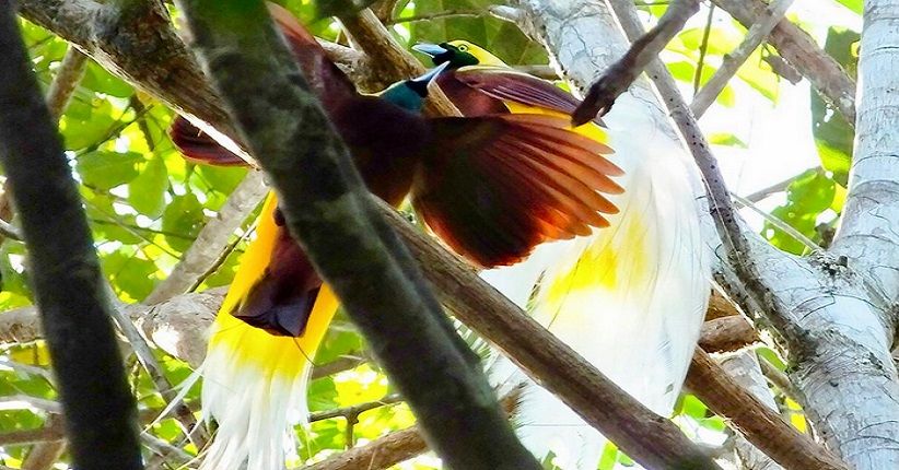 Mengintip Keindahan Tersembunyi di Balik Hutan Tambrauw Papua Barat