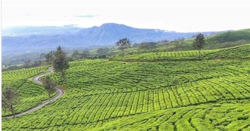 Pesona Lereng Gunung Dempo, Terlihat Indah saat Tertutup Kabut