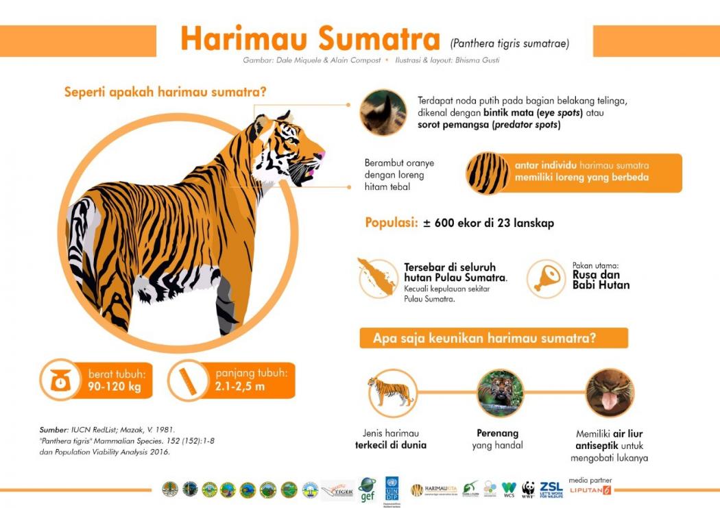 Data Populasi Harimau, Pemerintah Lakukan Sumatra Wide Tiger Survey