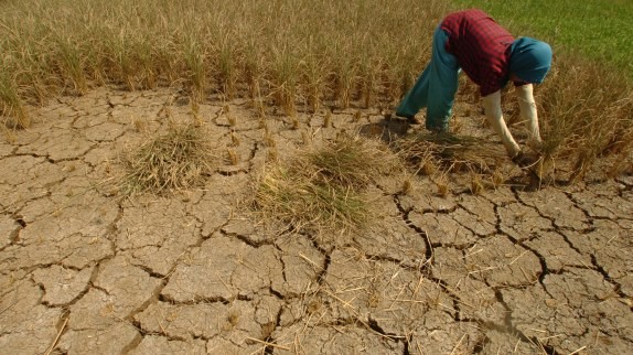4 Cara Jitu Kementan Lawan Ancaman Gagal Panen Akibat Kekeringan