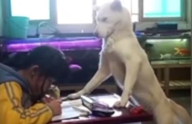 Lucunya, Anjing Ini Dilatih untuk Mengawasi Anak Mengerjakan PR