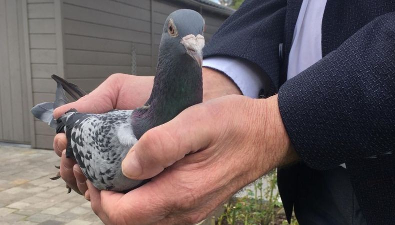 Rekor, Burung Merpati Juara Balap Ini Terjual Rp20 Miliar