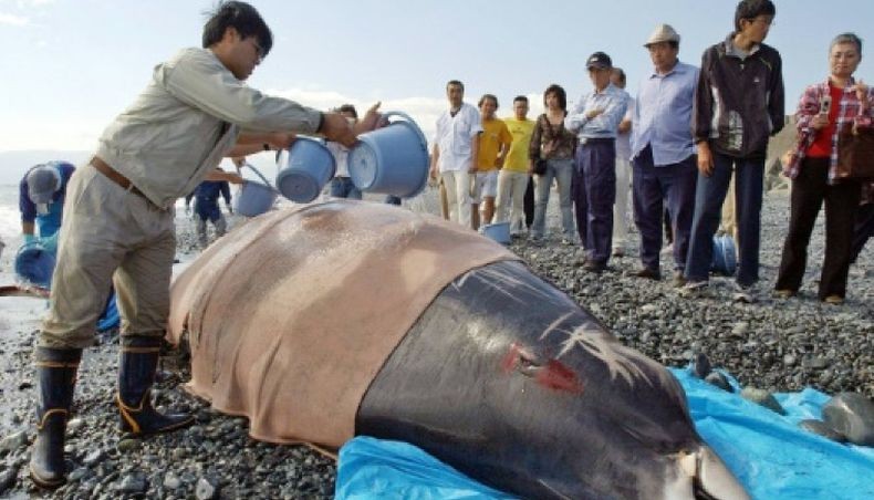 Seekor Paus Mati di Filipina, di Perutnya Ada 40 Kg Sampah Plastik