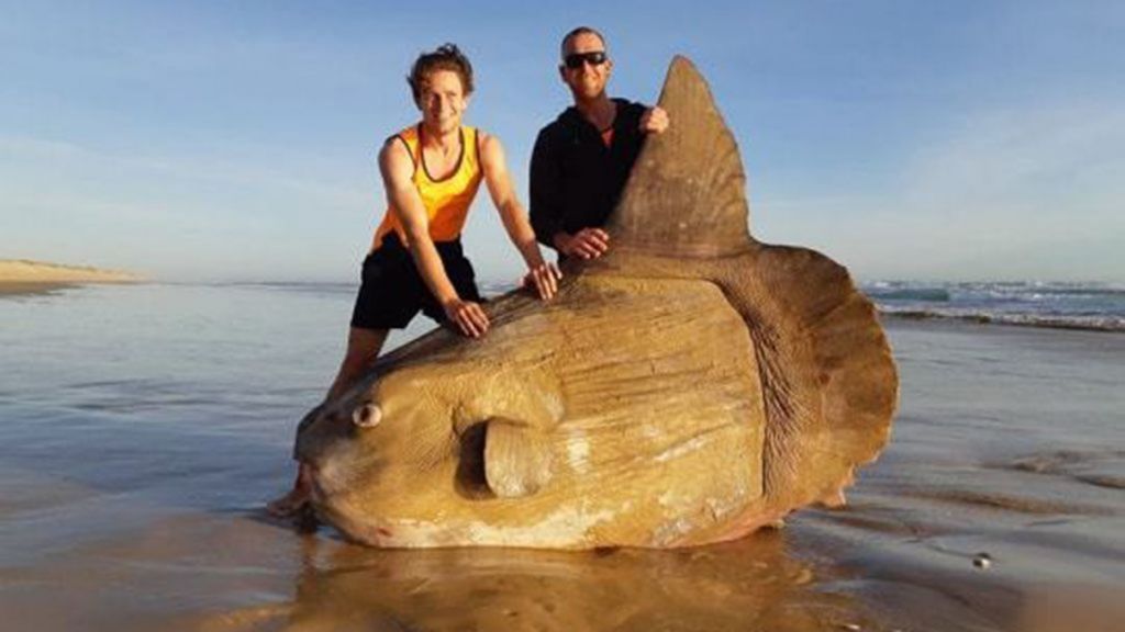 Ikan Mola-Mola Raksasa Terdampar di Pantai Australia Selatan