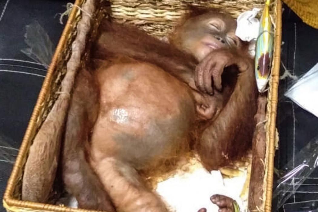 Selundupkan Orangutan Dalam Koper, Turis Rusia Ditangkap di Bali