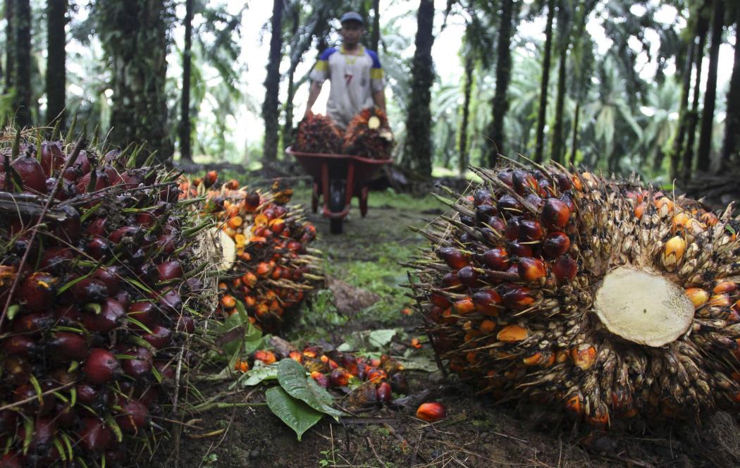 Pemerintah Mau Tambah Dana Replanting Sawit jadi Rp60 Juta per Hektare