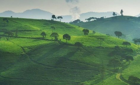 Yuk Berburu Spot Instagramable di Cukul Sunrise Point, Hits di Bandung