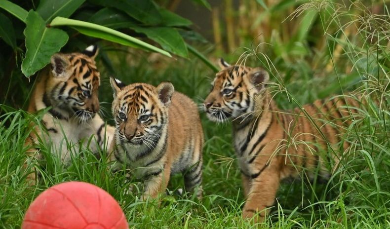 3 Anak Harimau Sumatera Debut di Kebun Binatang Sydney