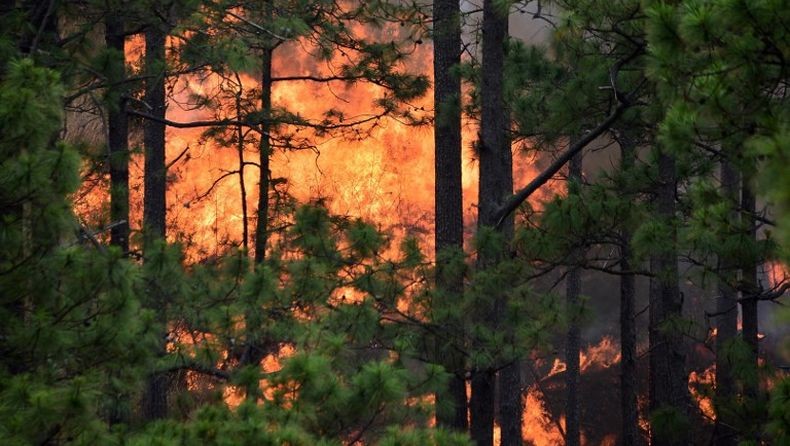 Petugas Tewas saat Padamkan Kebakaran Hutan di China Jadi 30 Orang