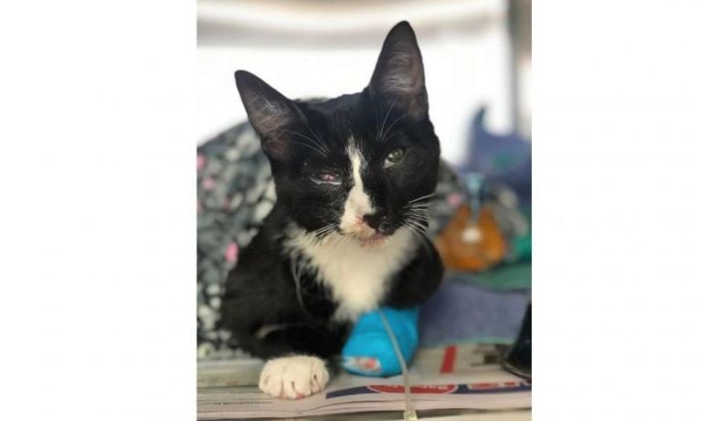 Kucing Ini Selamat Setelah Teraduk dan Terendam 30 Menit di Mesin Cuci