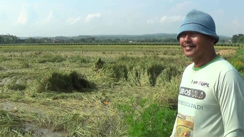Puluhan Hektare Padi di Kendal Terancam Puso akibat Terendam Banjir