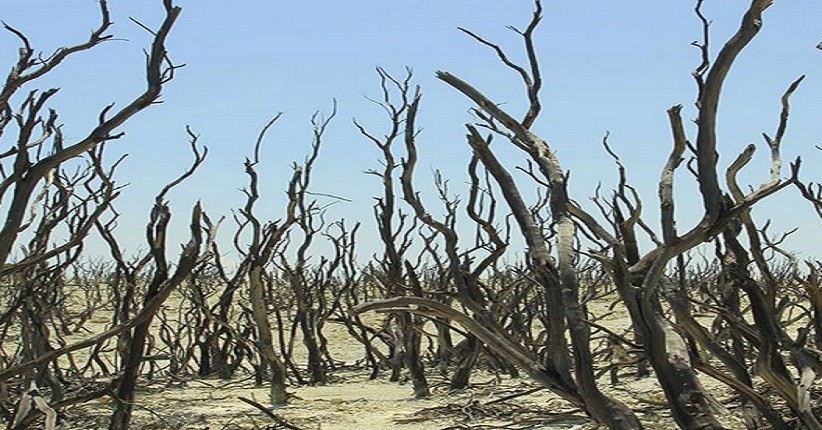 Jelajahi Hutan Mati Papandayan, Objek Wisata yang Terlihat Unik