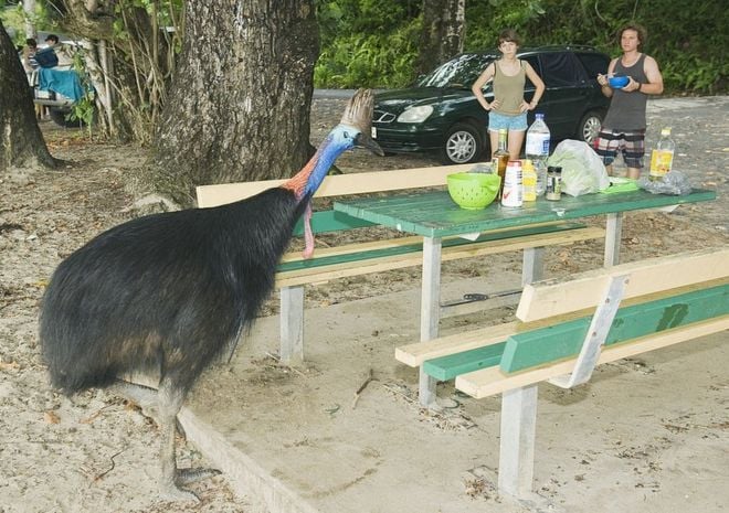 Pria di Florida AS Tewas Diserang Burung Kasuari Peliharaannya