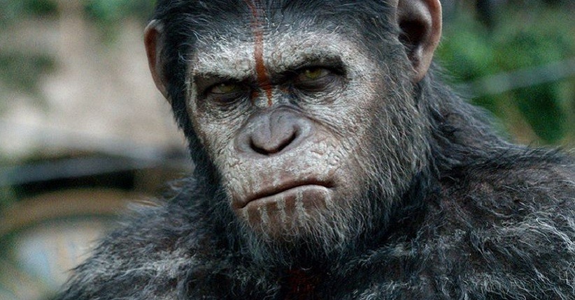 Gen Manusia Disuntikan ke Otak Monyet, Hasilnya Jadi Lebih Pintar