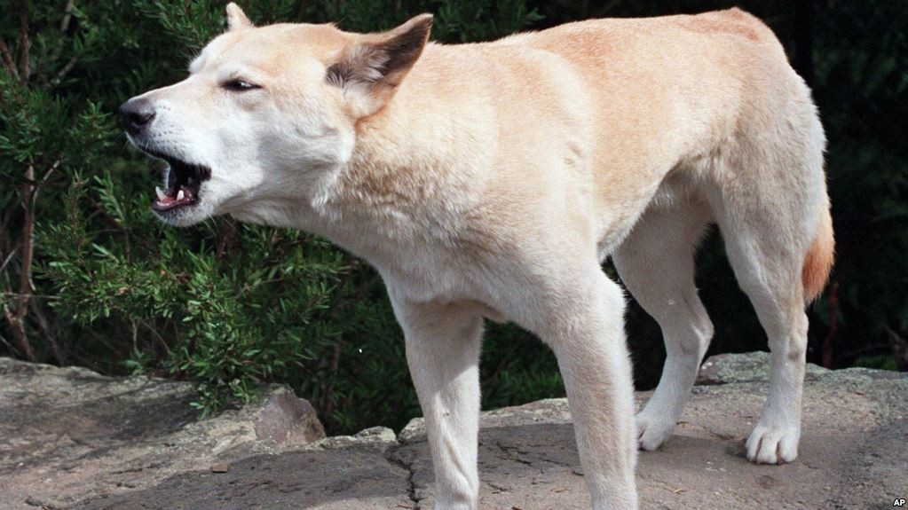 Geger Balita di Pulau Fraser Diserang Anjing Liar Australia saat Tidur
