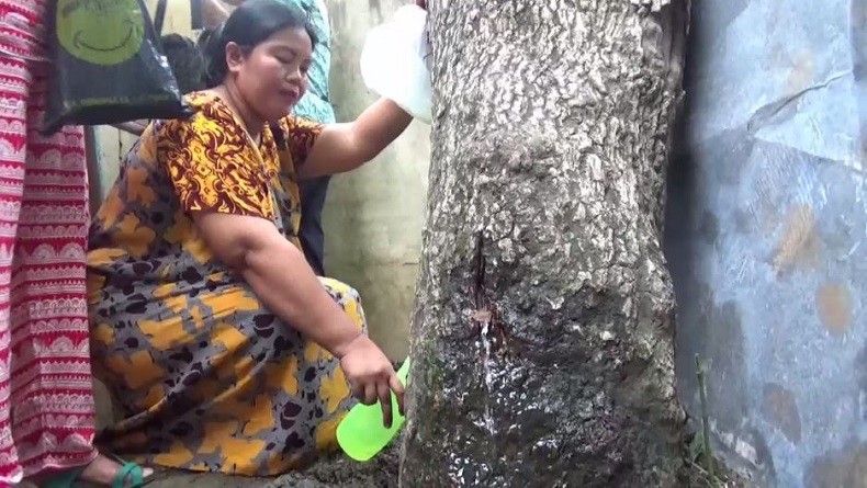 Fenomena Aneh, Warga Heboh Ada Pohon Keluarkan Air di Pematangsiantar