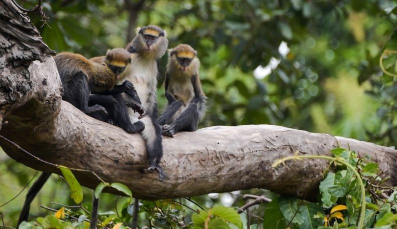 Laporan PBB: 1 Juta Spesies di Dunia Terancam Punah dalam Puluhan Tahun