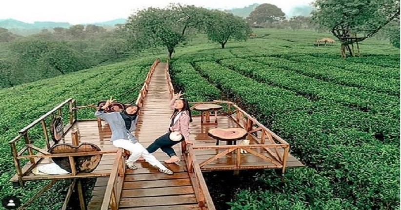 Wisata Instagramable di Malang, Bukit Kuneer Miliki Kebun Teh Tertua