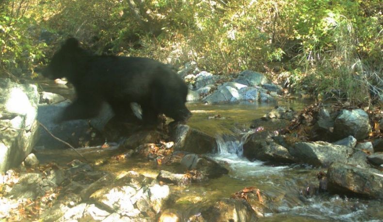 Beruang Hitam Asia Langka Tertangkap Kamera di Zona Demiliterisasi Korsel-Korut
