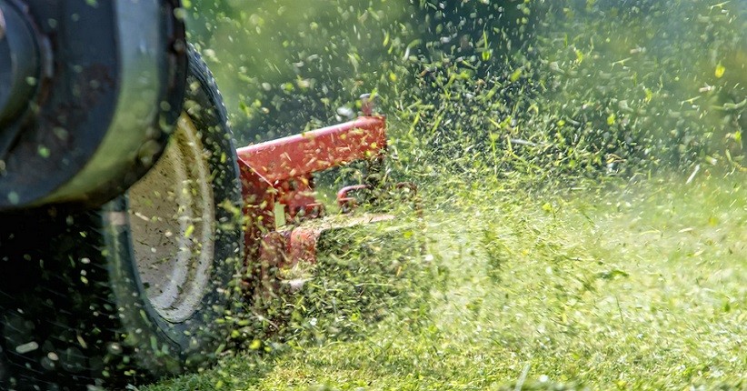 Rumput Memiliki Bau Khas, Ini Alasannya