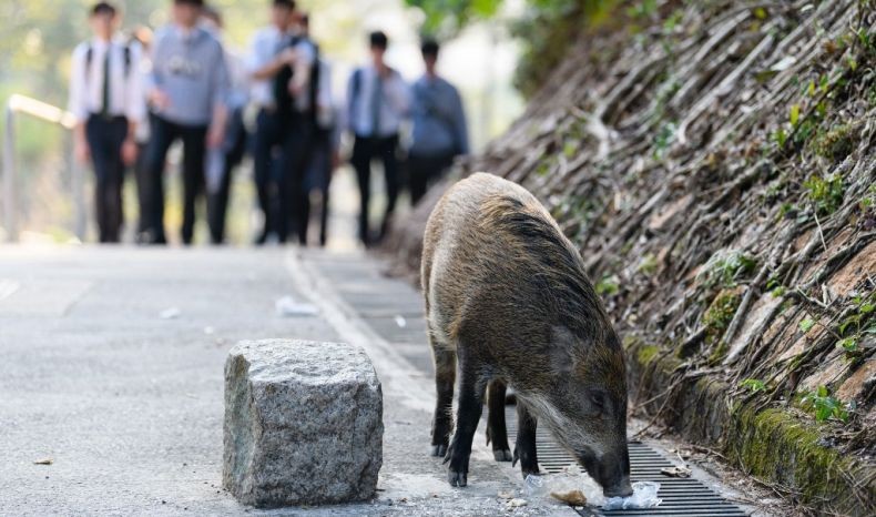 Hong Kong Akan Musnahkan 6.000 Ekor Babi Gara-Gara Virus Demam Afrika