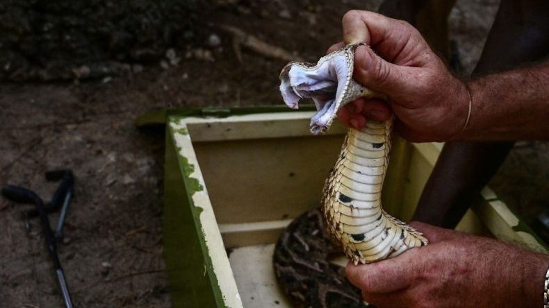 Dipatok Ular Berbisa, Pria Ini Balas Menggigit hingga Keduanya Tewas
